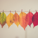 career coaching