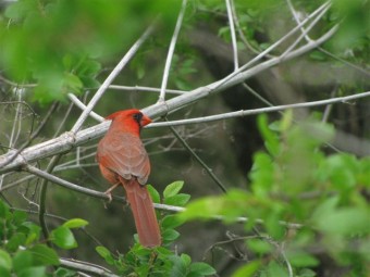 I spotted this stunning cardinal on a recent nature hike. Gratitude in the moment!