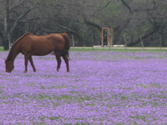 A horse grazing in a field in the Texas Hill Country, 15 minutes from my house.