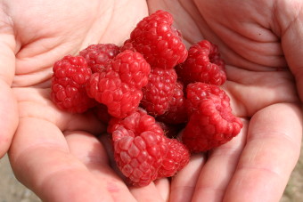 My family loved raspberry picking this past August on the Olympic Peninsula, WA. 