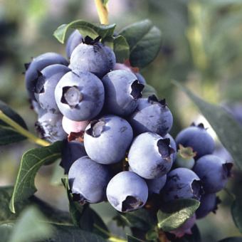 Blueberries-on-Vine-20091