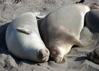 Seals snuggling via g1II