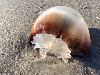 Last week when I saw this jellyfish on the beach, my first reaction was fear---which shifted to love, once I got up close and saw what a miraculous creation this truly was.