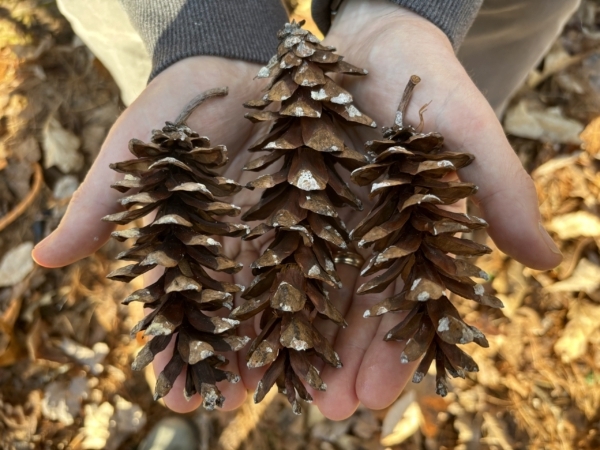 Living Intentionally